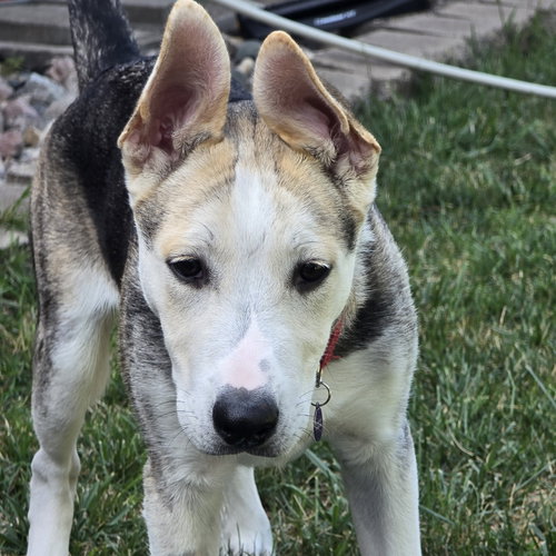 Photo 5 of Kojak