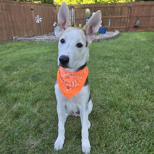Kojak, a dog for adoption from 4 Luv of Dog Rescue