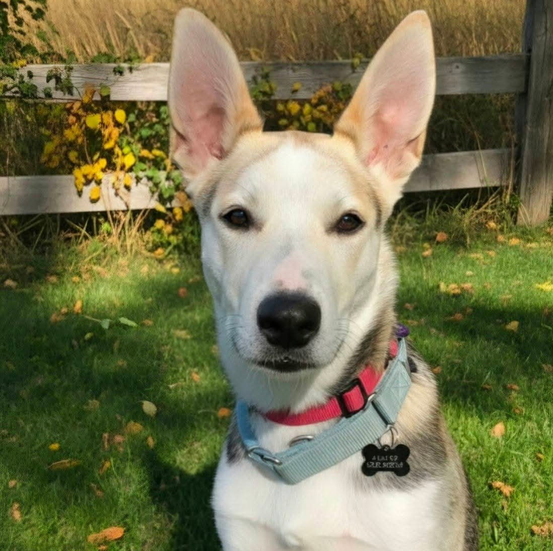 Kojak, photo 5
