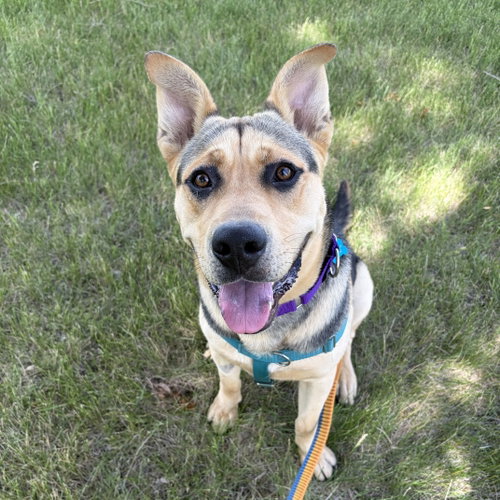 Larry, an adoptable Shepherd in Fargo, ND