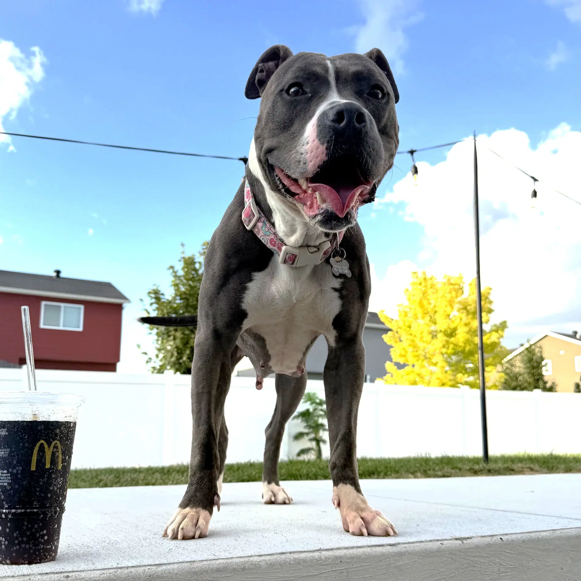 Rosalind - Pit Bull Terrier
