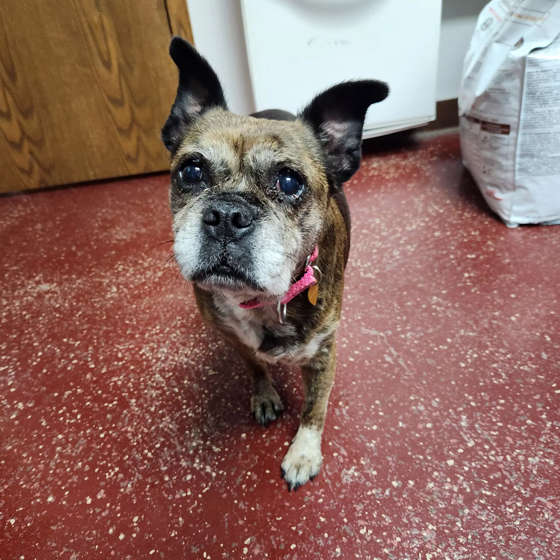 Eulalia - Pug