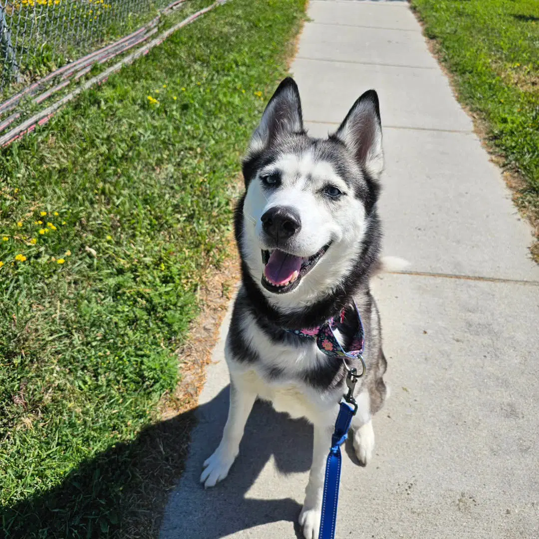 Sweatpants - Husky