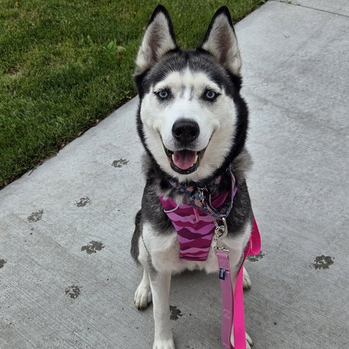 Sweatpants, a dog for adoption from 4 Luv of Dog Rescue