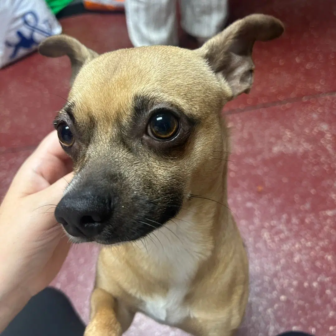 Tadpole - Chihuahua