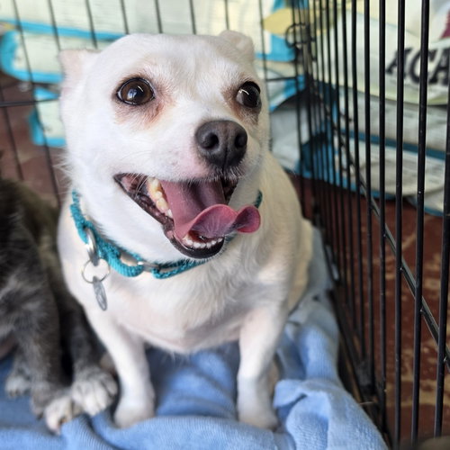 picture of the dog needing adoption