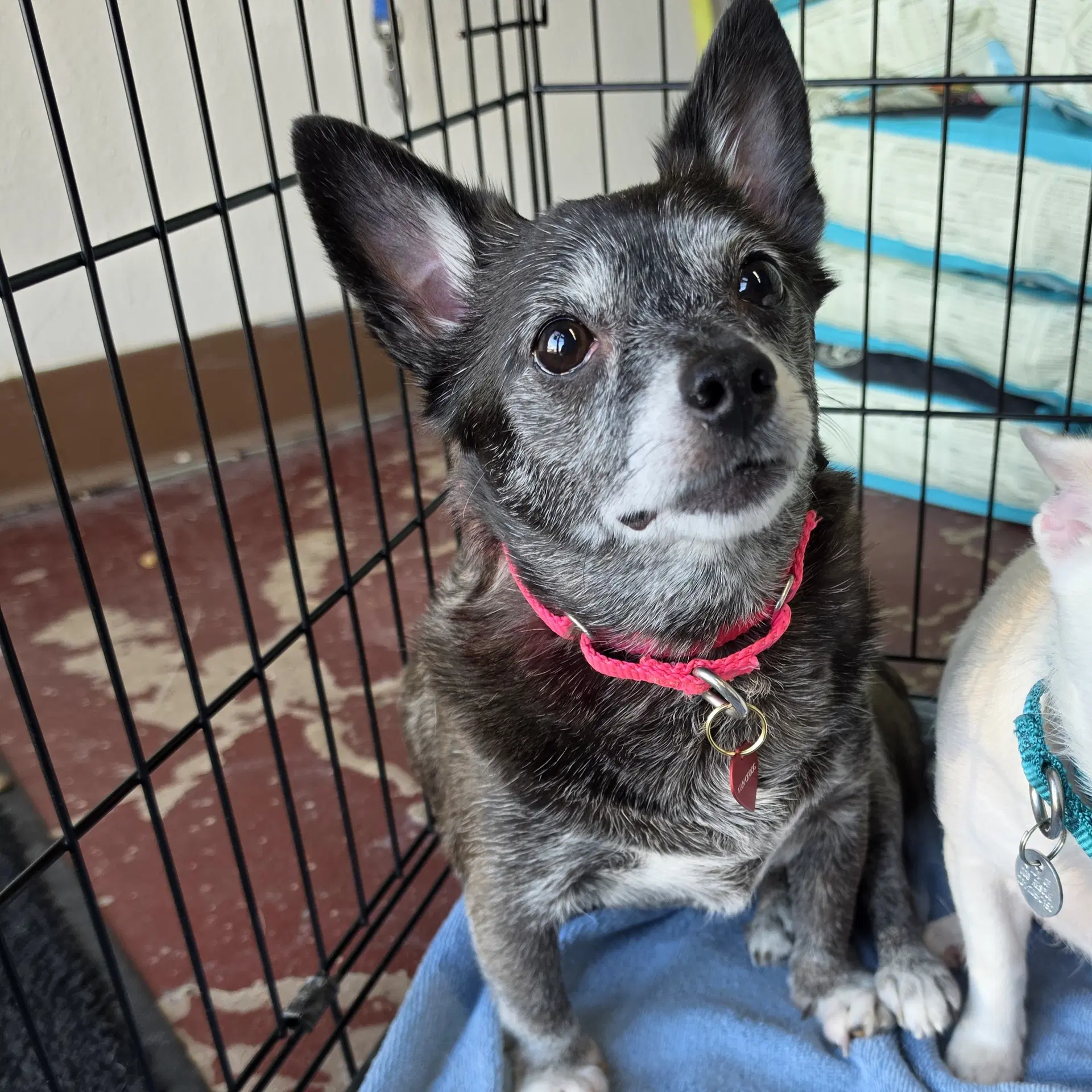 Edna - Chihuahua