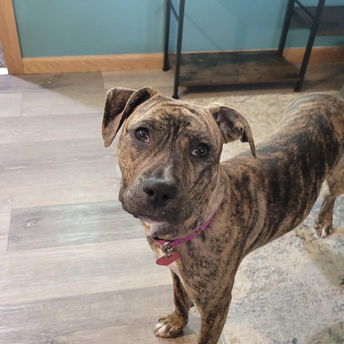 Wini, a dog for adoption from 4 Luv of Dog Rescue