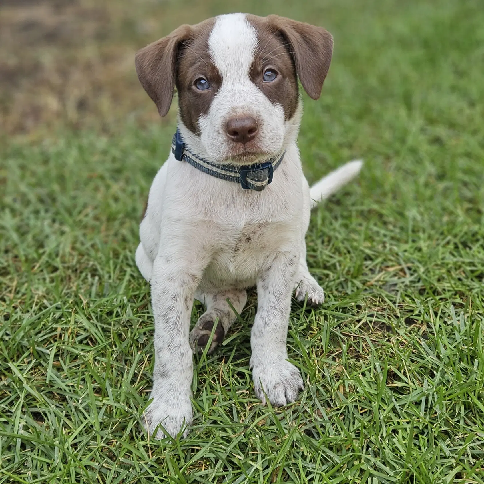 Franklin Finbar image 3