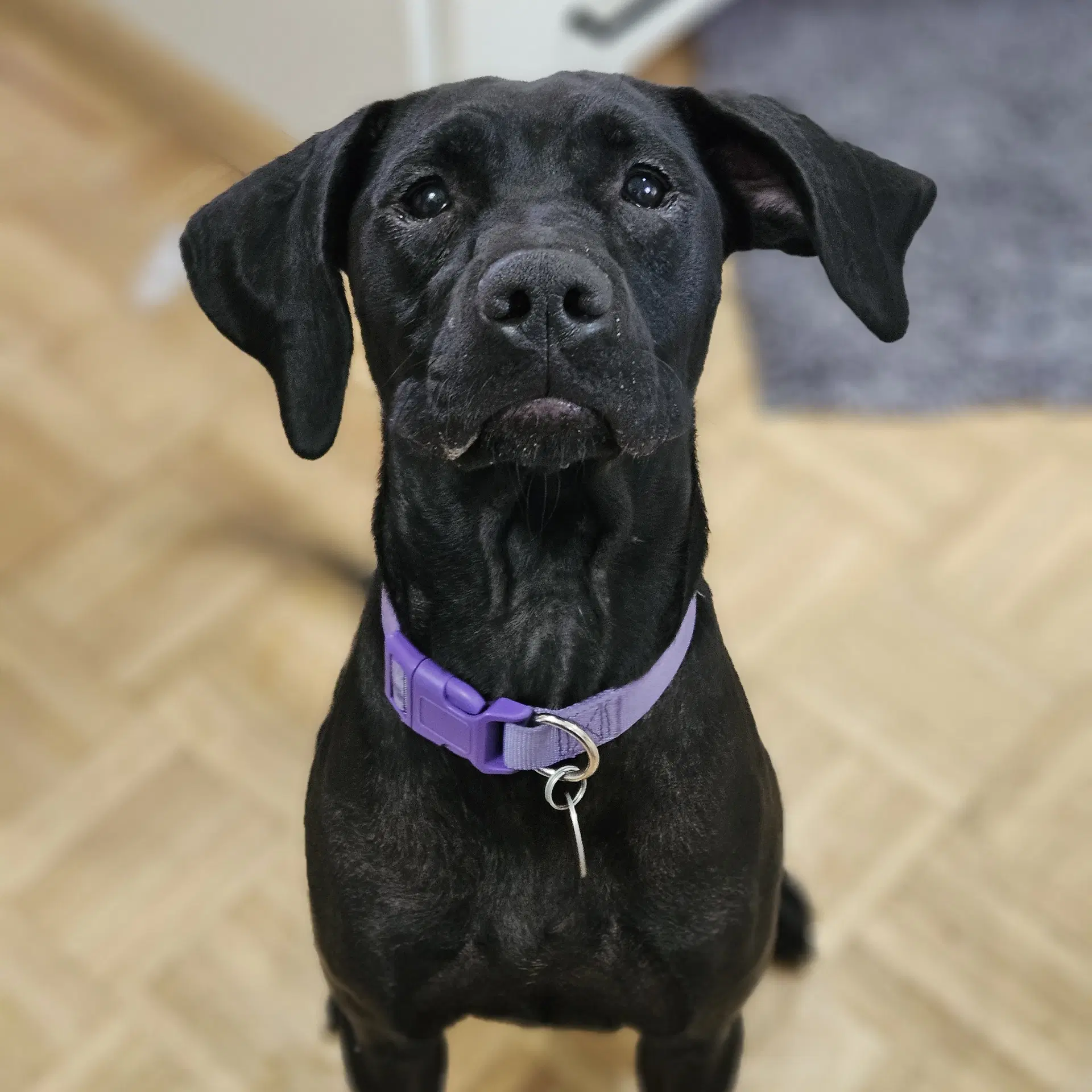 Jumanji - Labrador Retriever