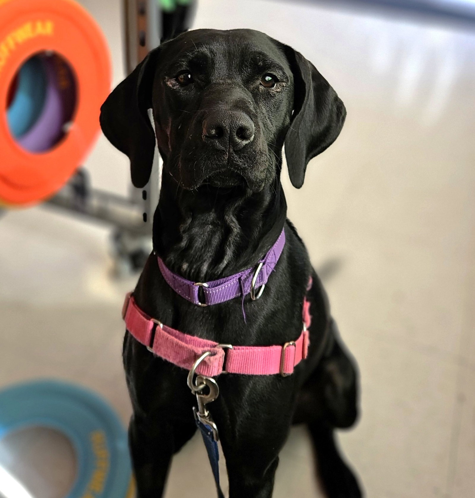 Jumanji, Labrador Retriever