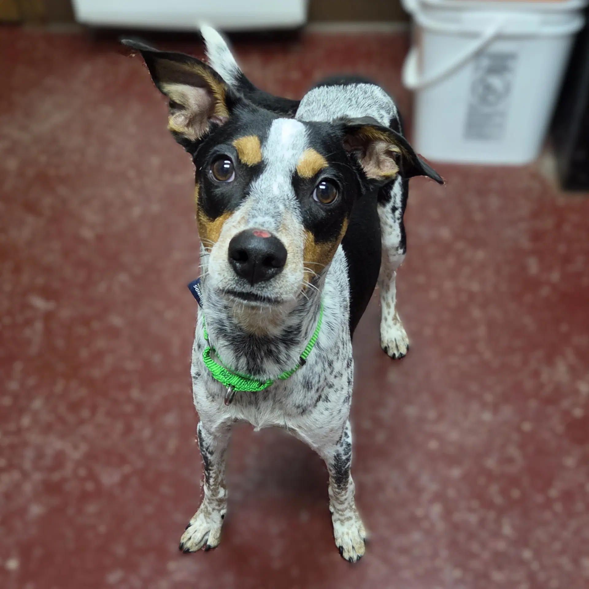 Bluey - Australian Cattle Dog/Blue Heeler