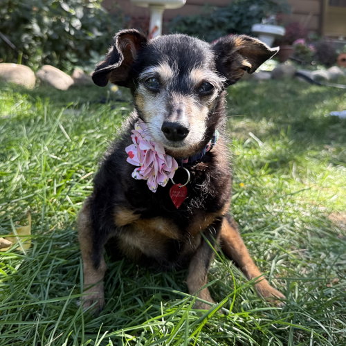Isadora, a dog for adoption from 4 Luv of Dog Rescue