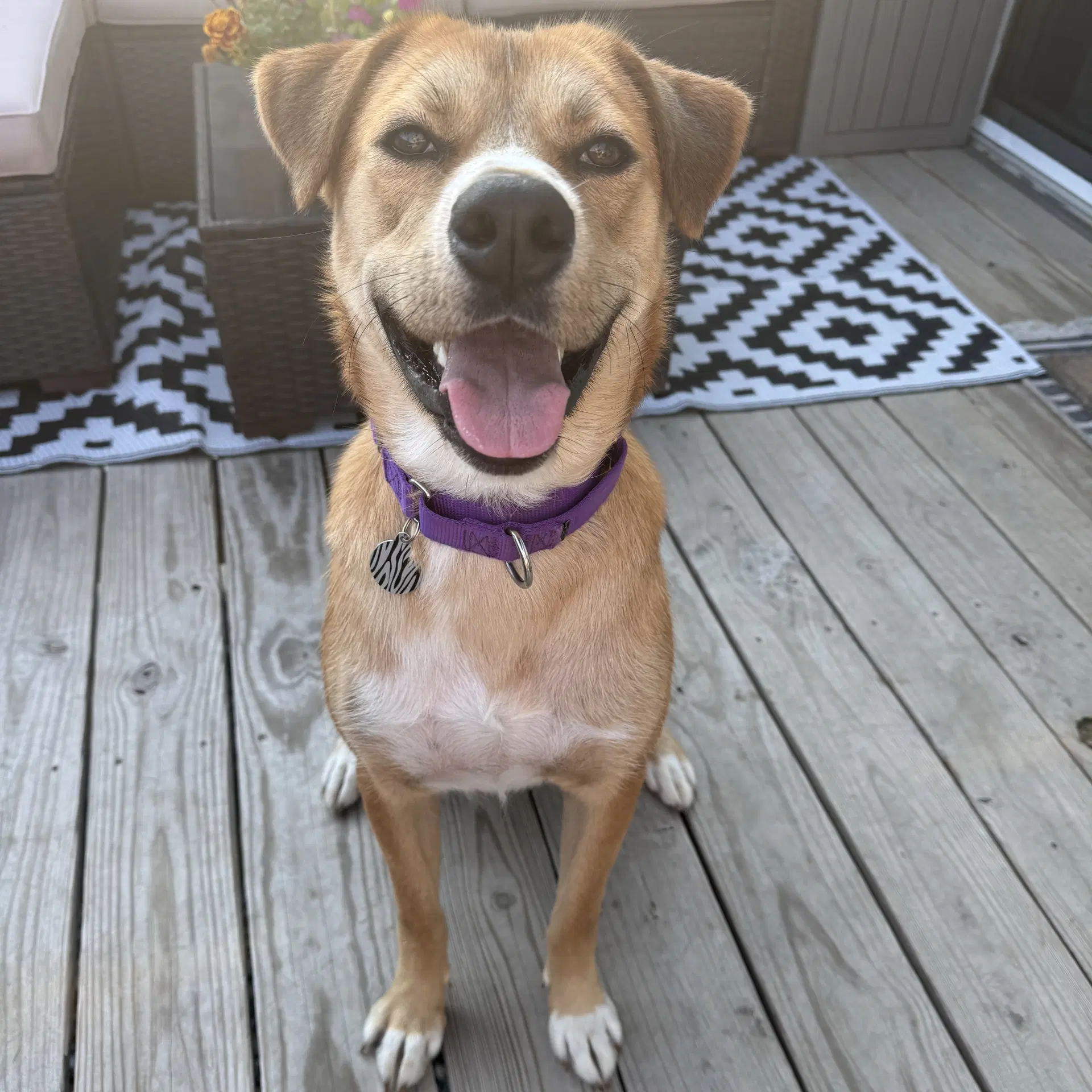 Ernie - Shepherd