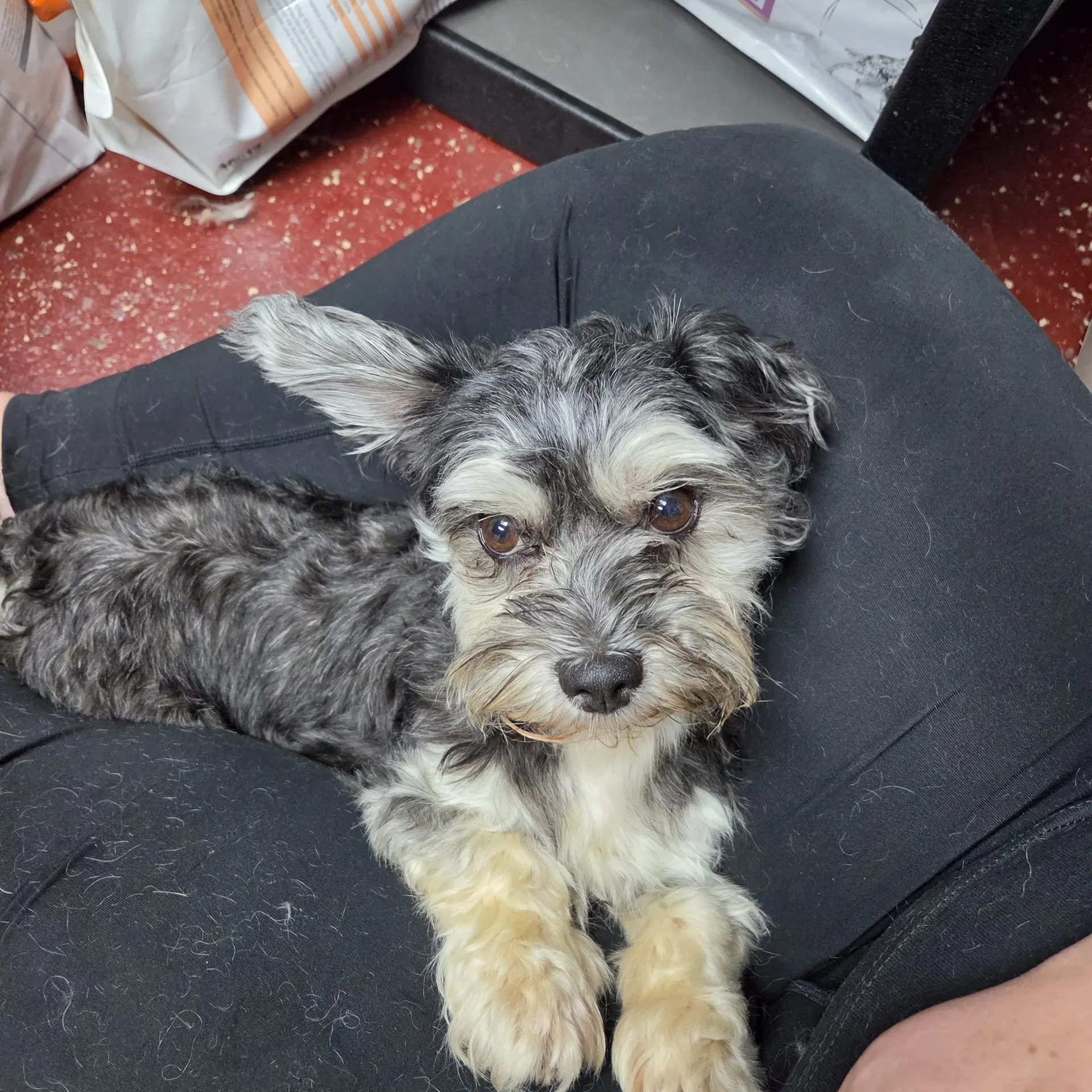 Reeve - Yorkshire Terrier Yorkie