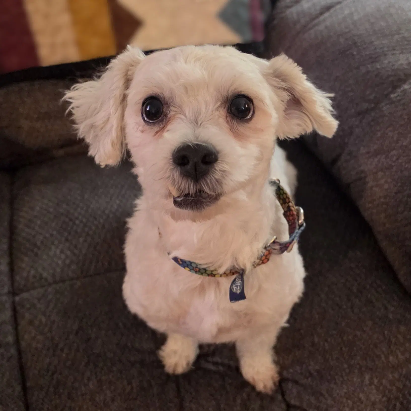 Howard - Maltese