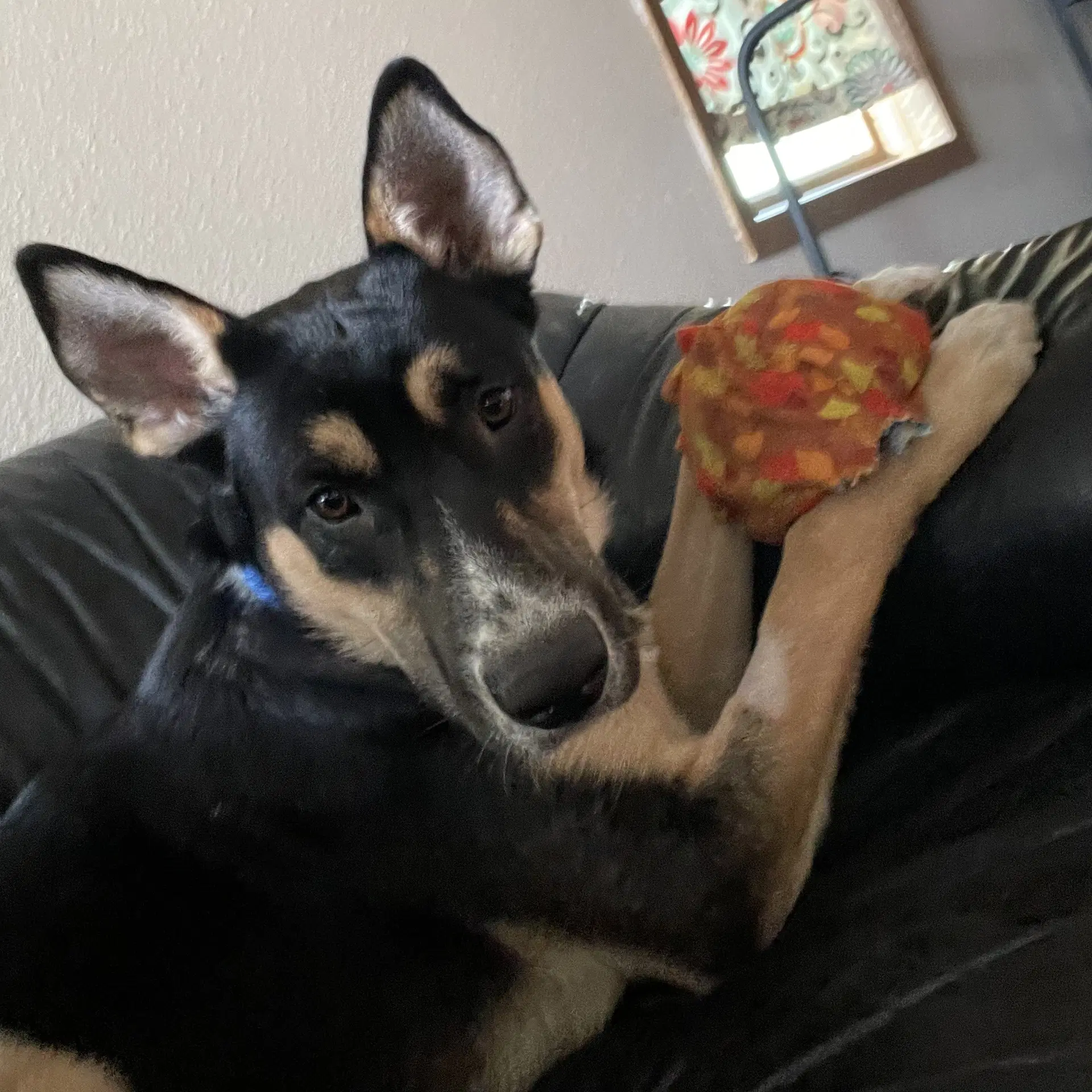 Poo Fighter - Husky
