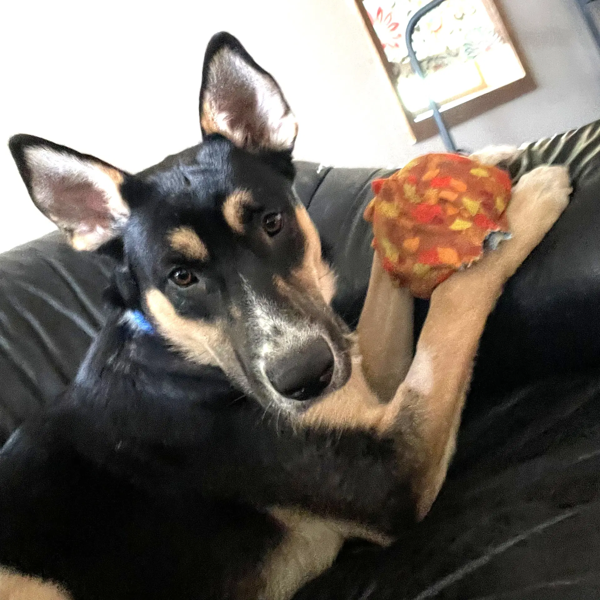 Poo Fighter - Husky