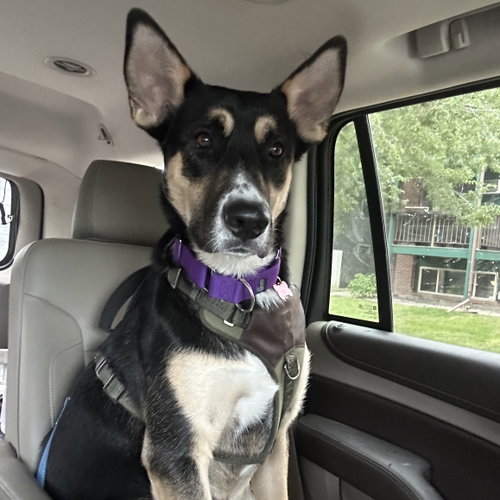 Poo Fighter, a dog for adoption from 4 Luv of Dog Rescue