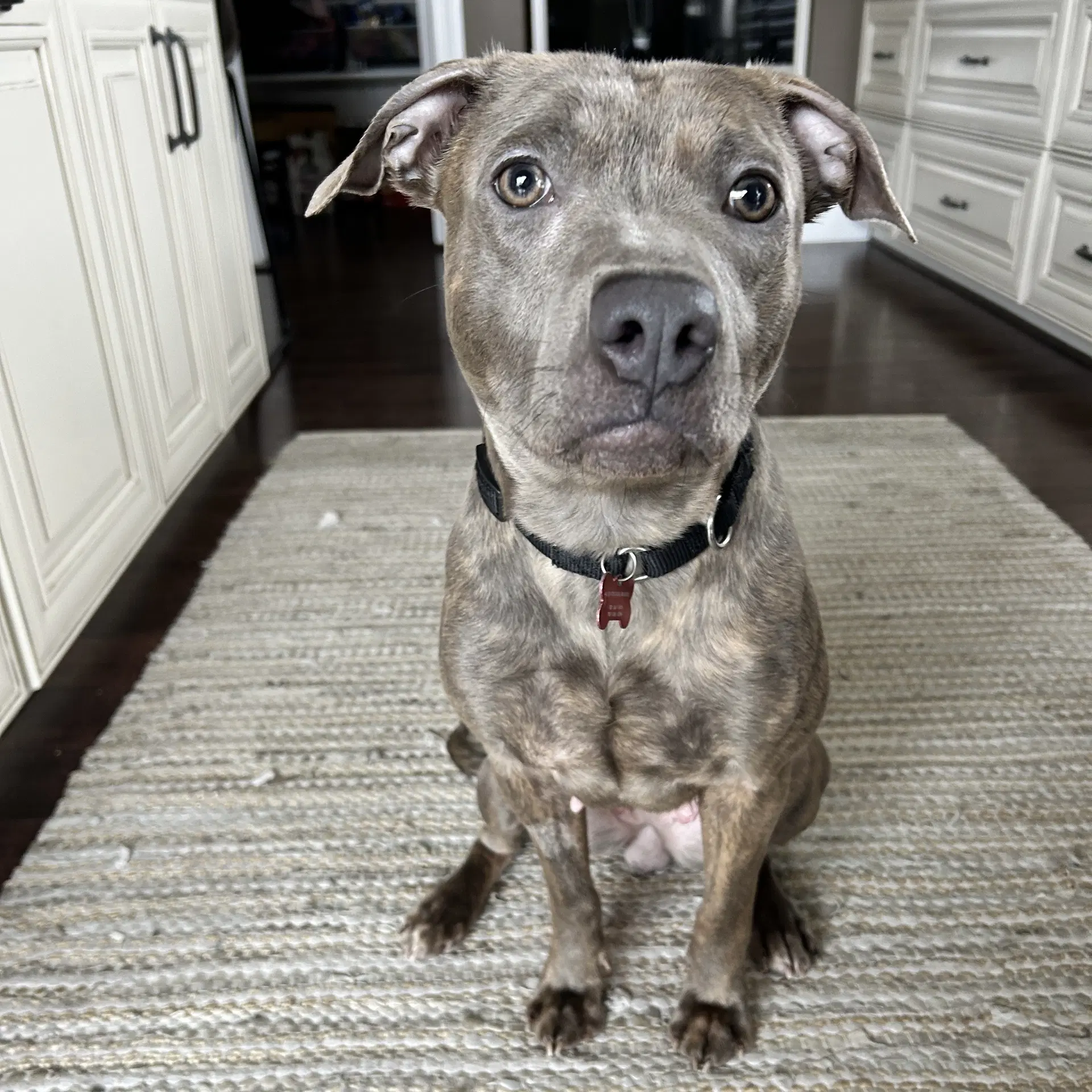 Mahina - Pit Bull Terrier