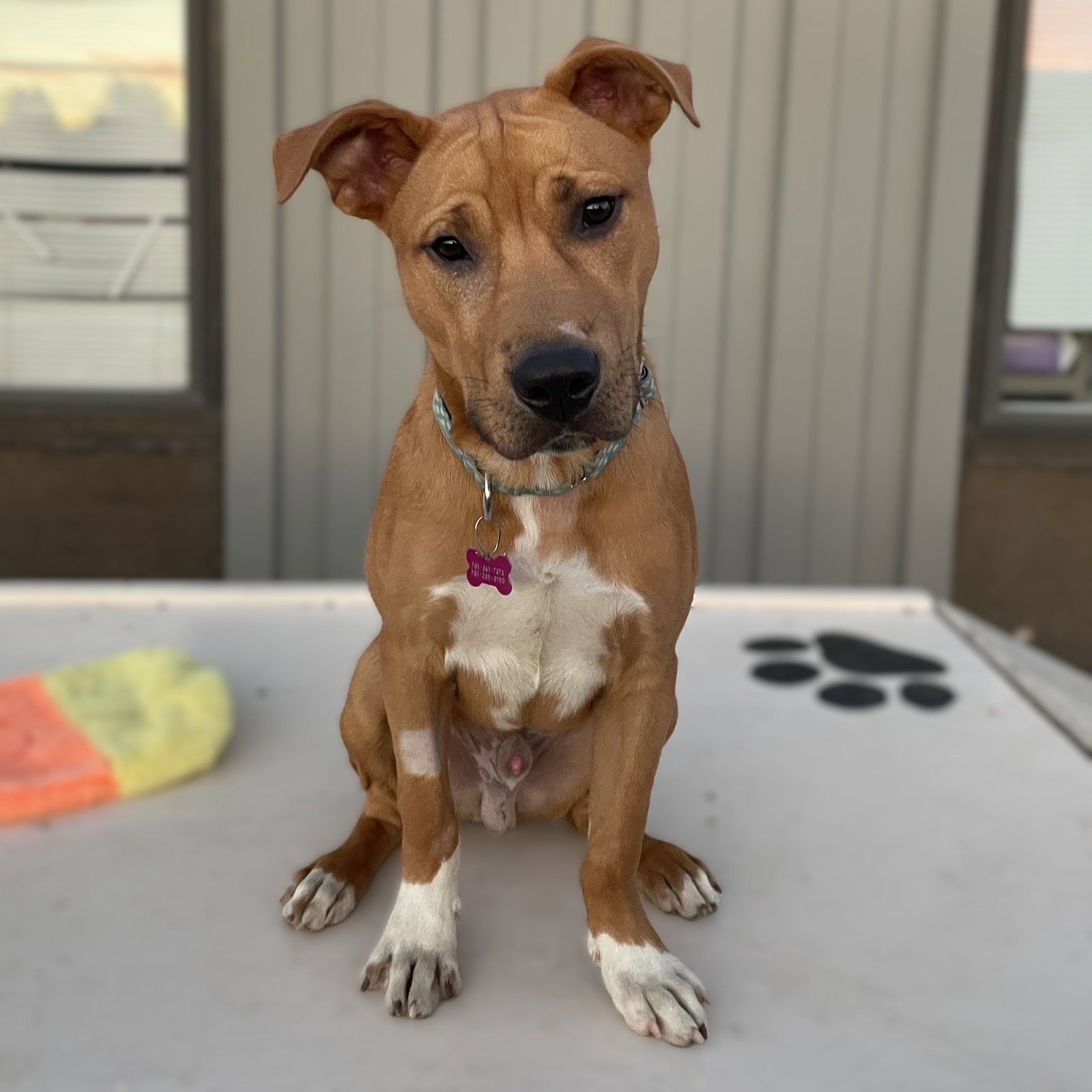 Ray, Pit Bull Terrier