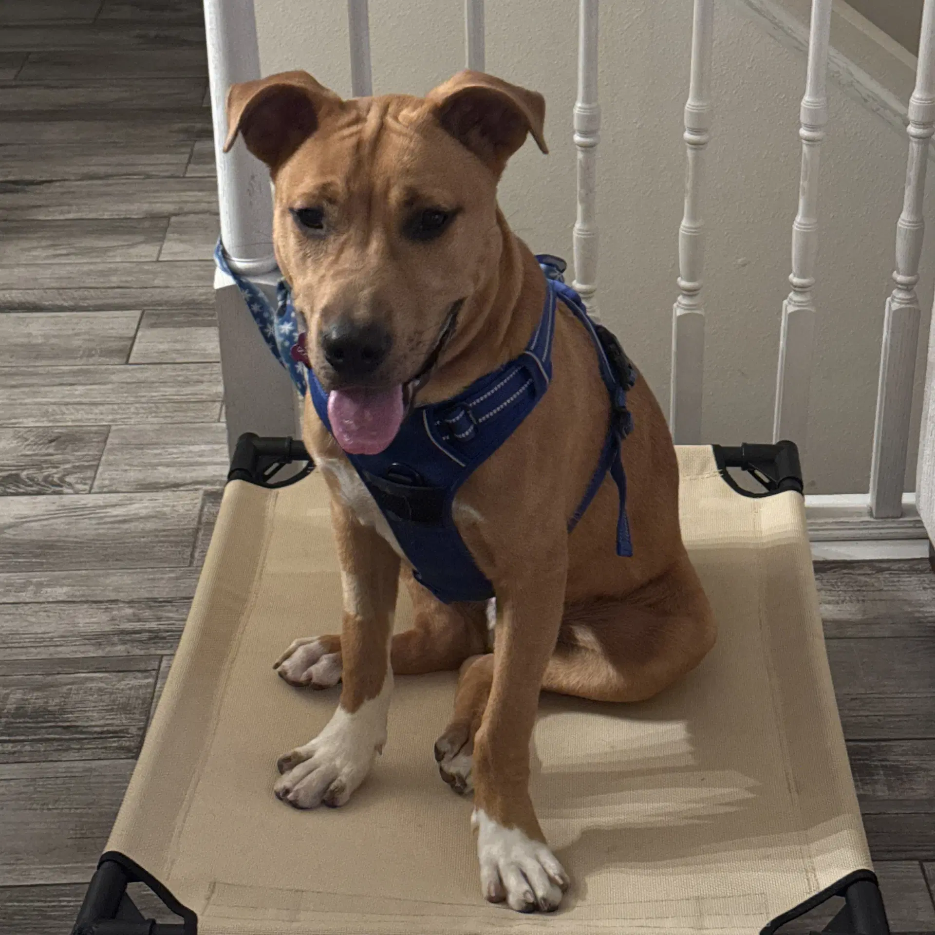 Ray - Pit Bull Terrier