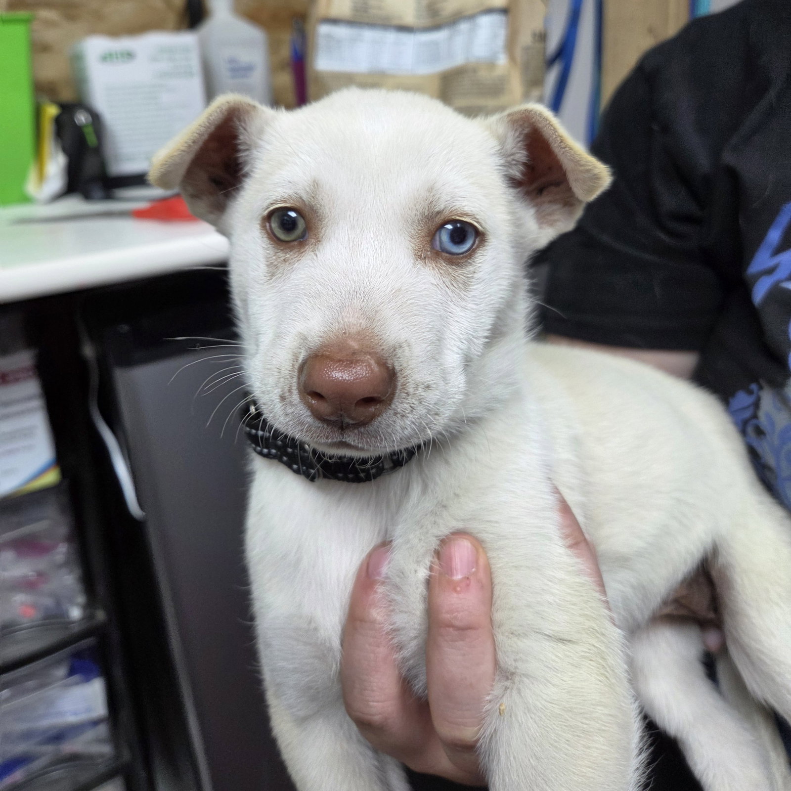 Tavia, Husky
