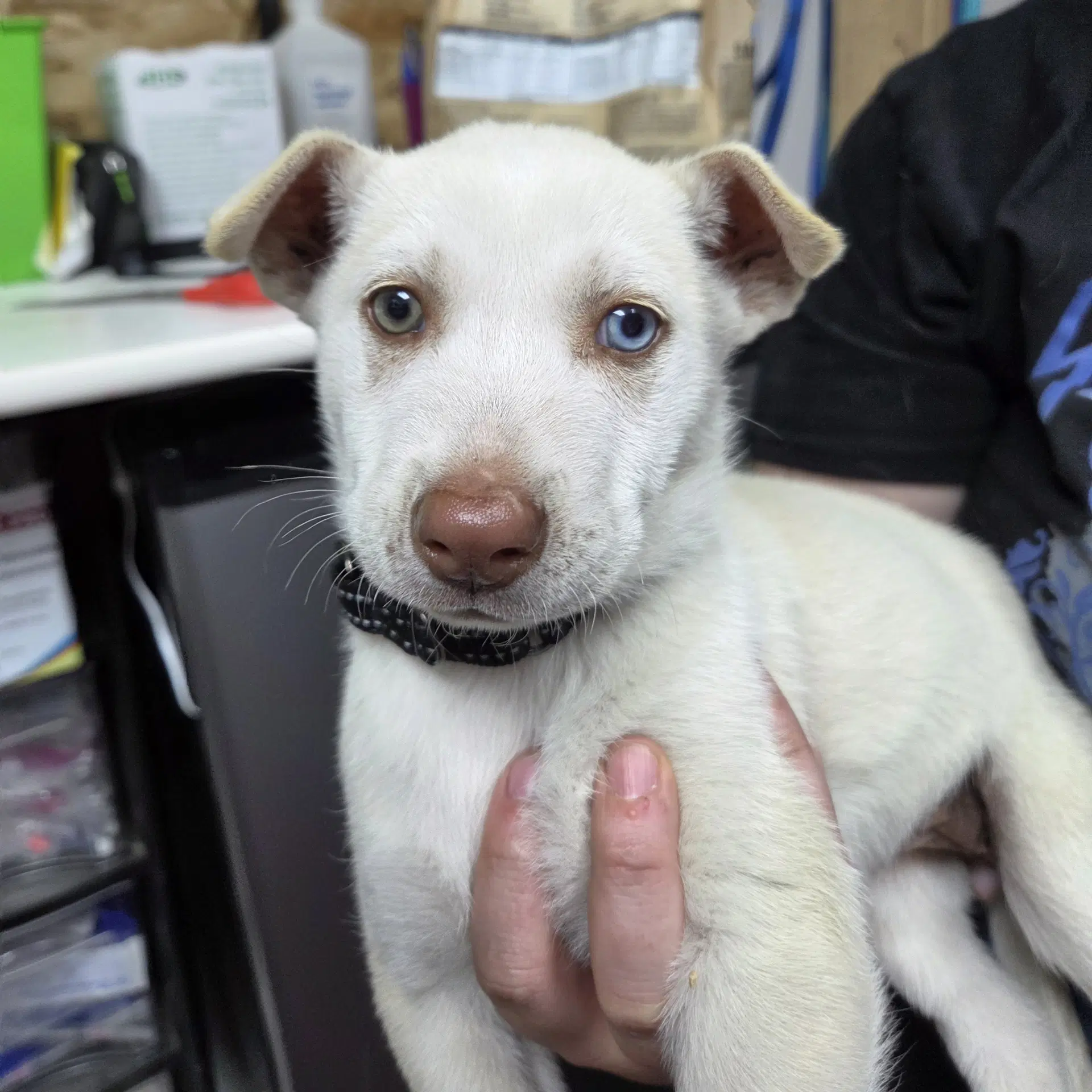 Tavia - Husky