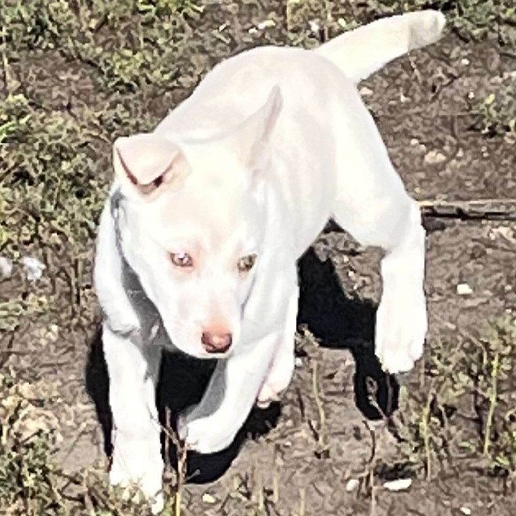 Rupee, photo 7