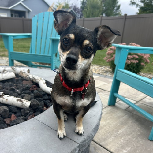 Fresca, a dog for adoption from 4 Luv of Dog Rescue