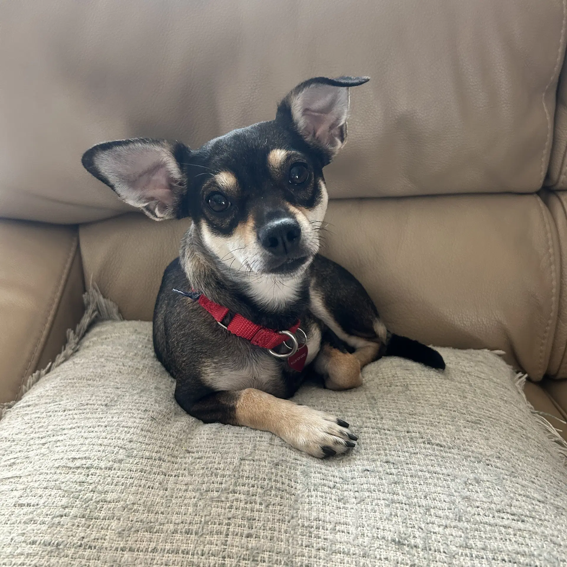 Fresca - Miniature Pinscher