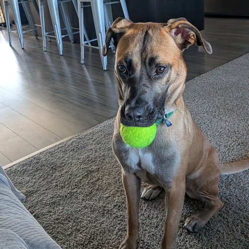 Montreal, Terrier / Mixed (short coat)