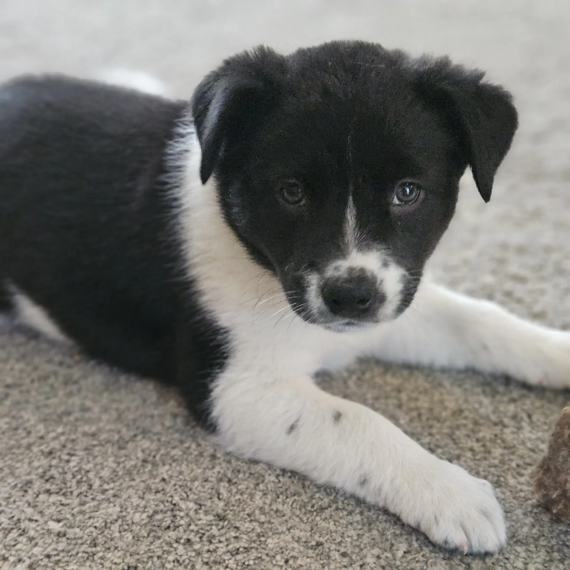 Meeny - Australian Cattle Dog/Blue Heeler