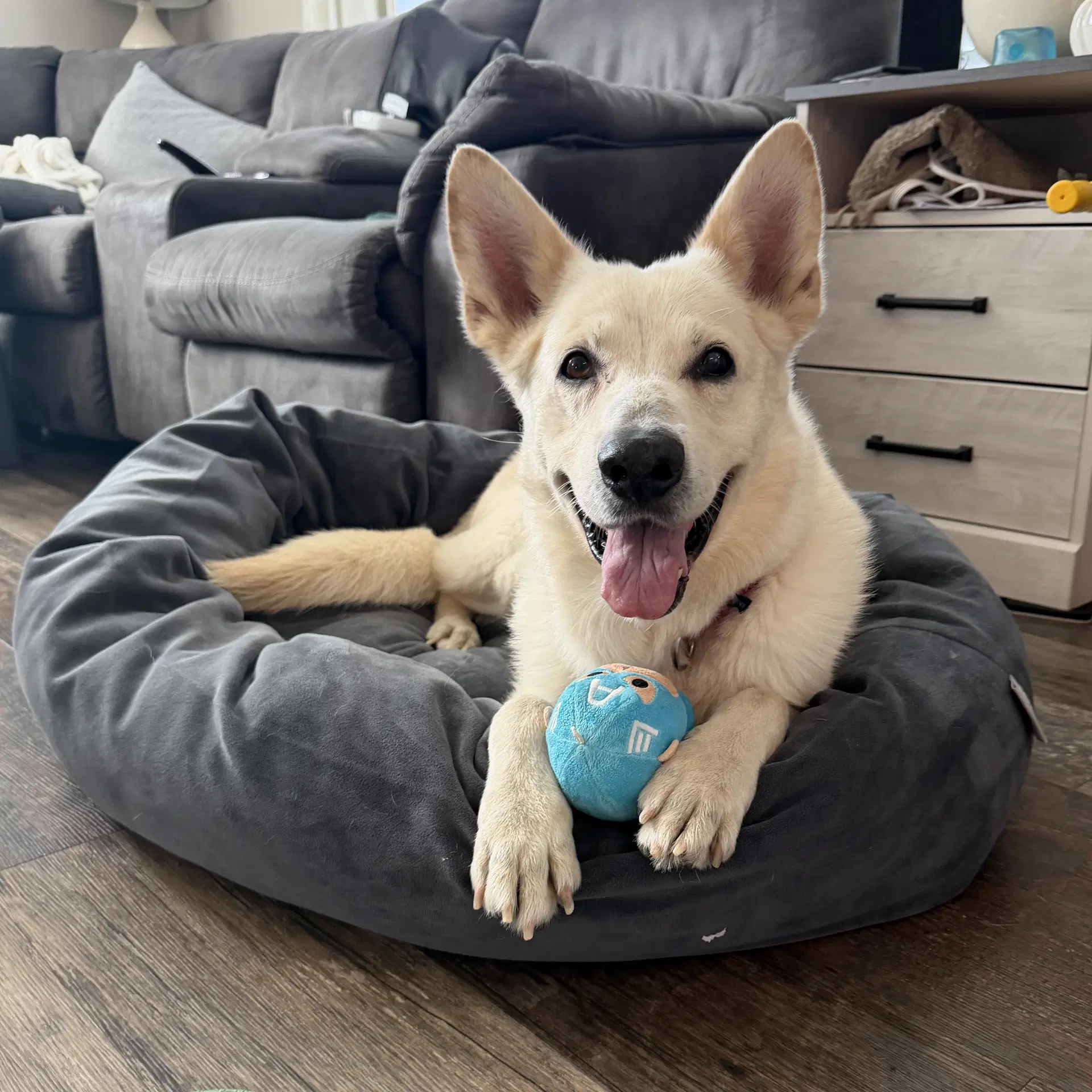 Mark - German Shepherd Dog