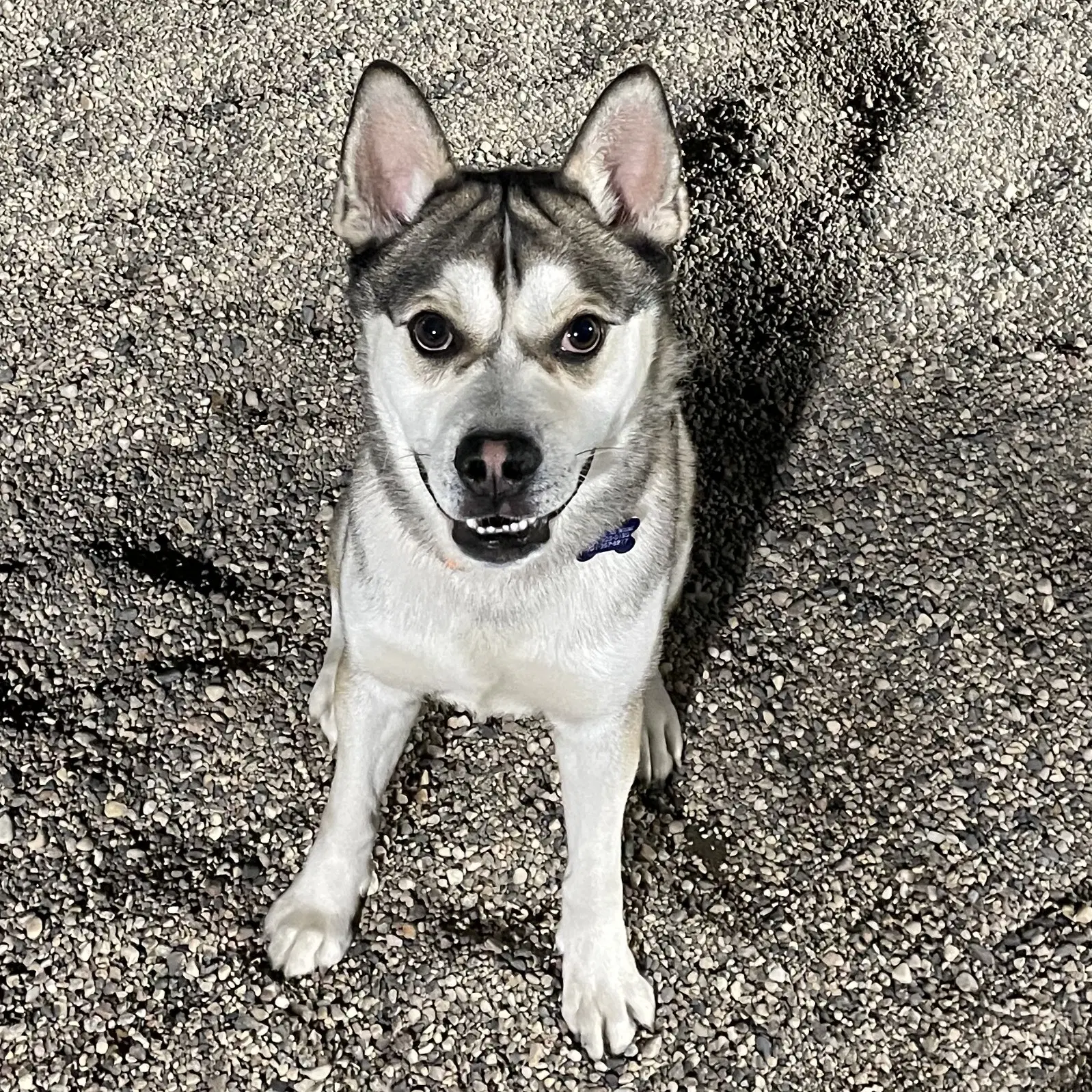 Pumpkin King - Husky