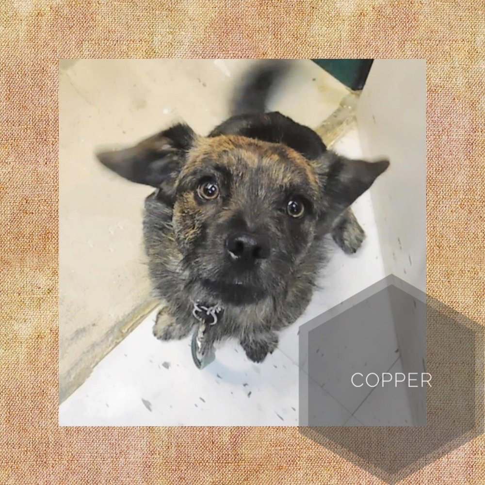 Dog for Adoption Copper, a Border Terrier in Columbus, OH Alpha Paw