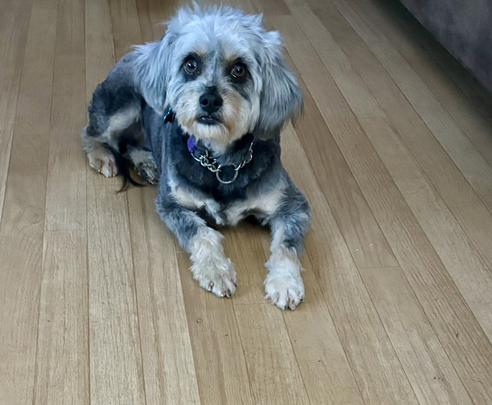Dog for Adoption Gabby, a Australian Shepherd in Zanesville, OH