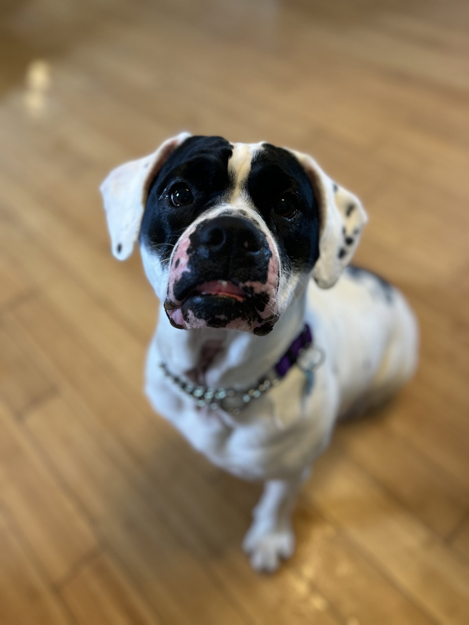Dog for Adoption LuLu, a American Bulldog in Zanesville, OH Alpha Paw