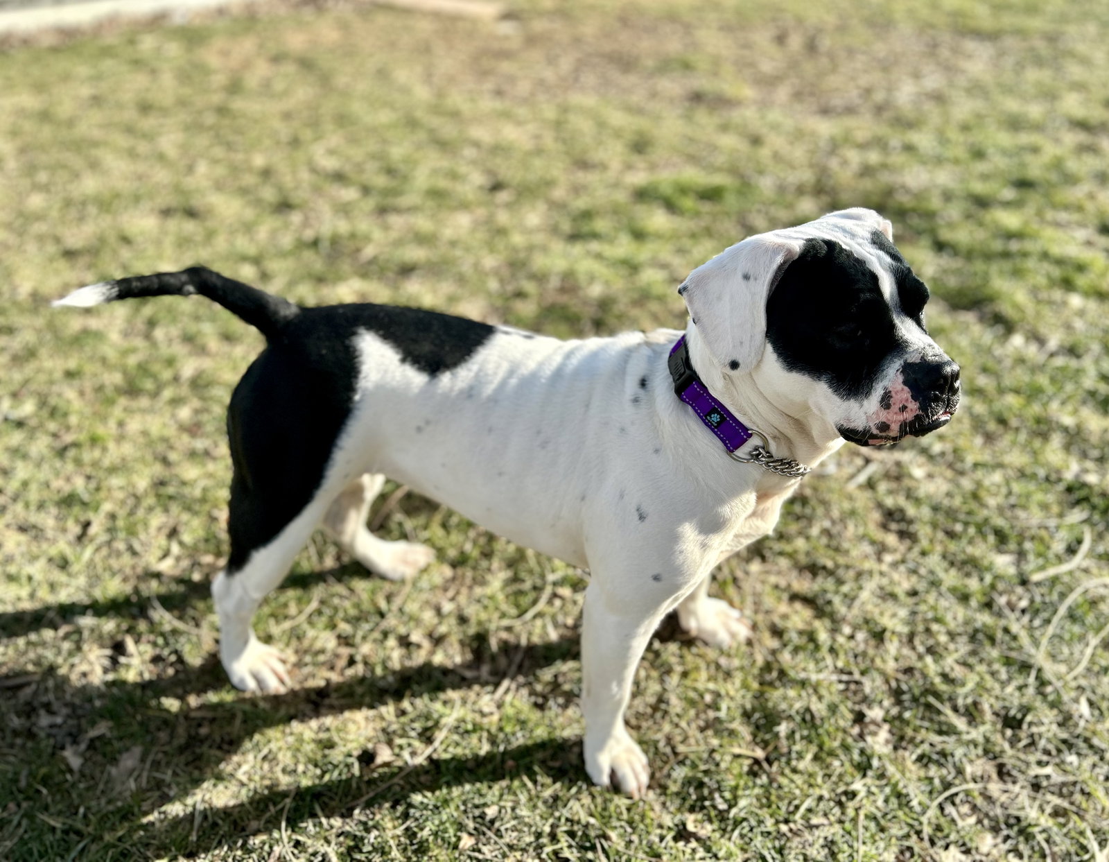 Dog for Adoption LuLu, a American Bulldog in Zanesville, OH Alpha Paw