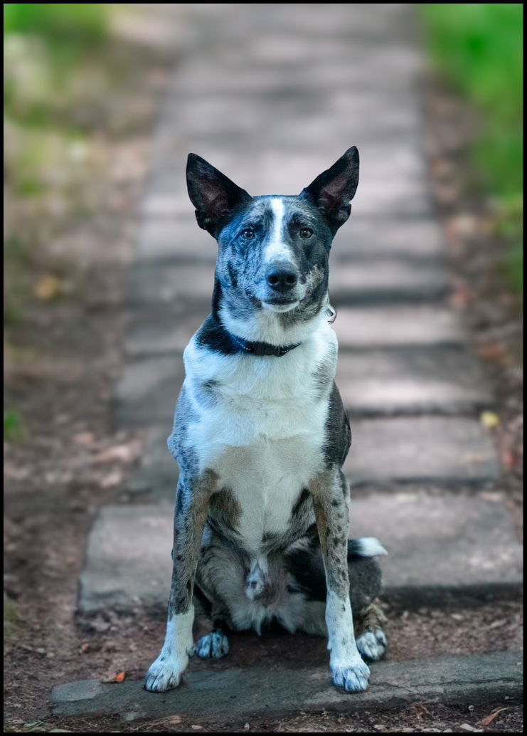 Dogs for Adoption in Logan Ohio Alpha Paw