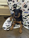 adoptable Dog in  named Rocco