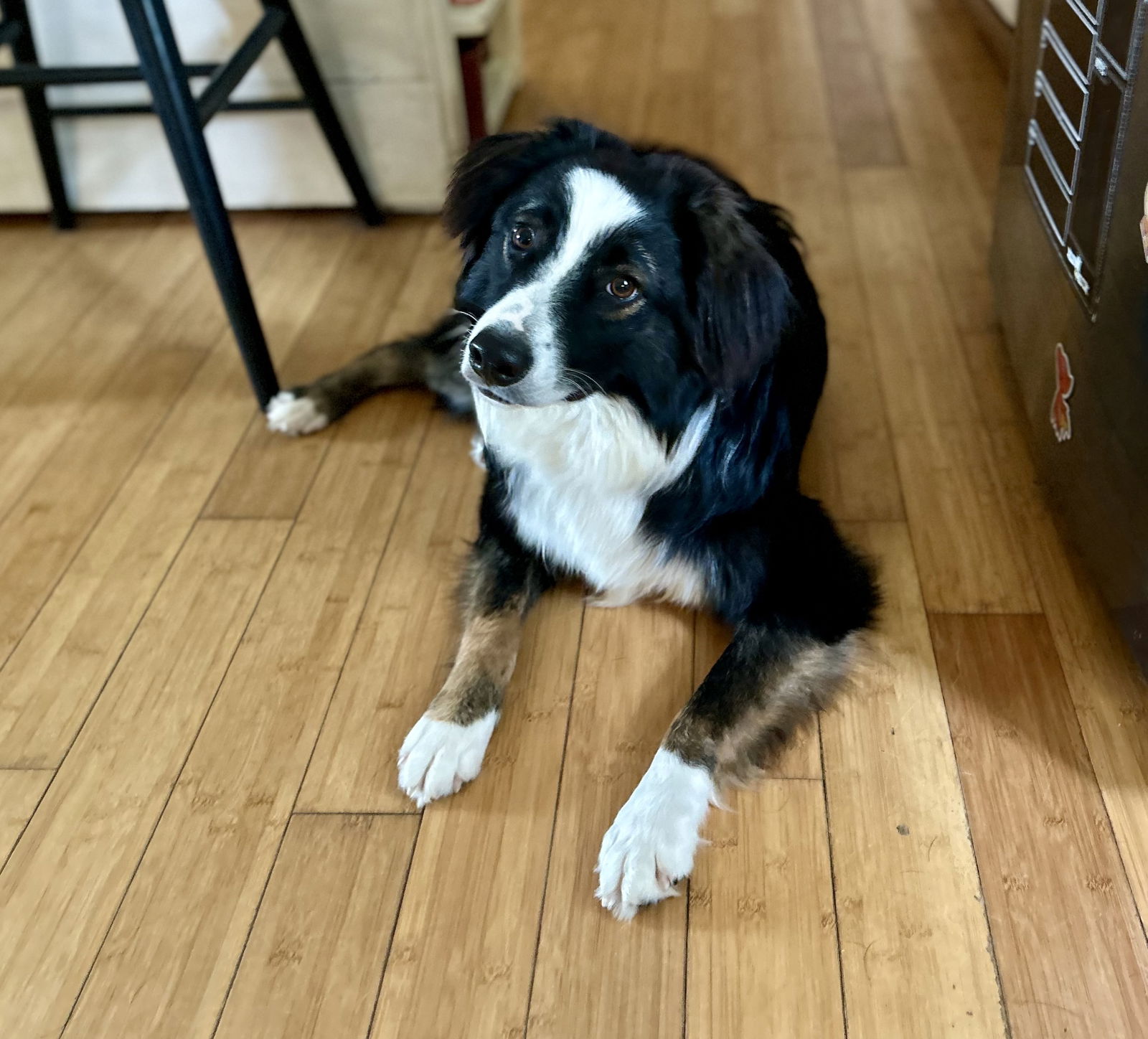 adoptable Dog in New Albany, OH named Leo