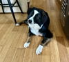 adoptable Dog in  named Leo