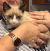 Grumpy Cat Jr.