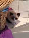 Grumpy Cat Jr.