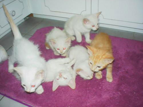 Siamese Litter