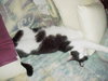 Mittens