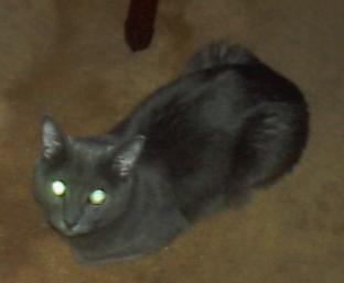 Spaz
