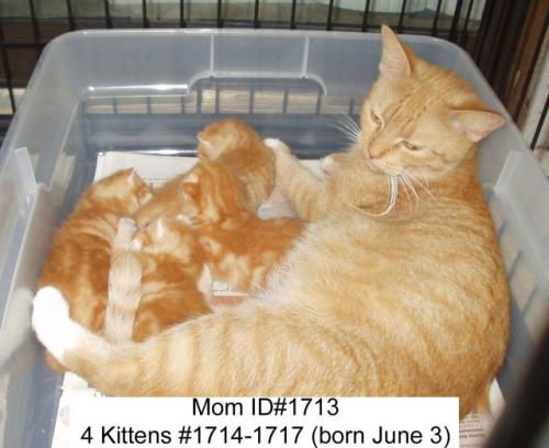 Orange Mom Cat