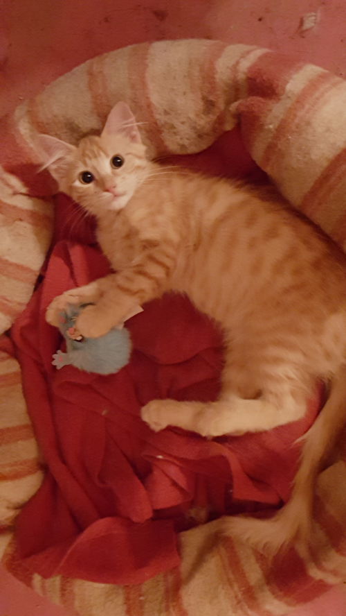 Ginger Snap